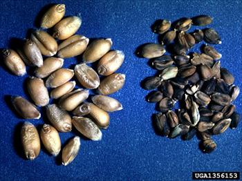 نماتدهای گال ریشه غلات (جو)